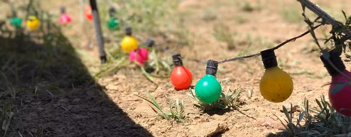 Colorful string lights, including red, yellow, green, and pink bulbs, are laid out on dry ground with sparse grass. The scene is partially shaded, suggesting sunlight and an outdoor setting.