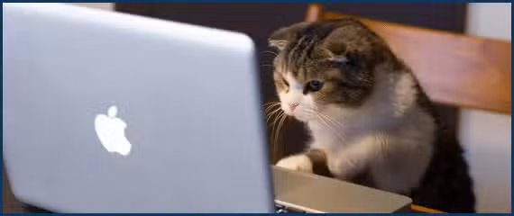 A fluffy cat intently staring at an open laptop with an Apple logo, sitting on a wooden chair.