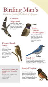 An illustrated guide titled Birding Man’s Guide to Spotting the Birds of Apogaea shows drawings of five bird species with brief descriptions: Common Nighthawk, Black-Chinned Hummingbird, Western Wood-Pewee, Scrub Jay, and Spotted Towhee.