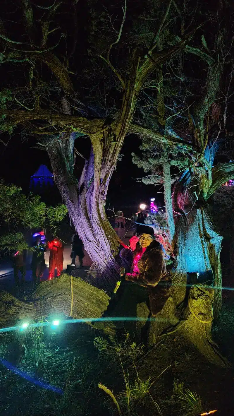 Gnarled juniper trees washed in purple, blue, yellow and red light at night.